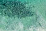 Load image into Gallery viewer, School of salmon 2- Contos Beach
