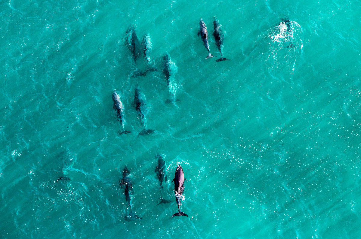 Yallingup Dolphins